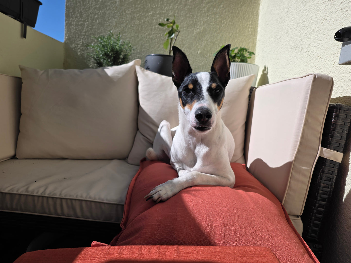 Spenden-Leckerli 🐾