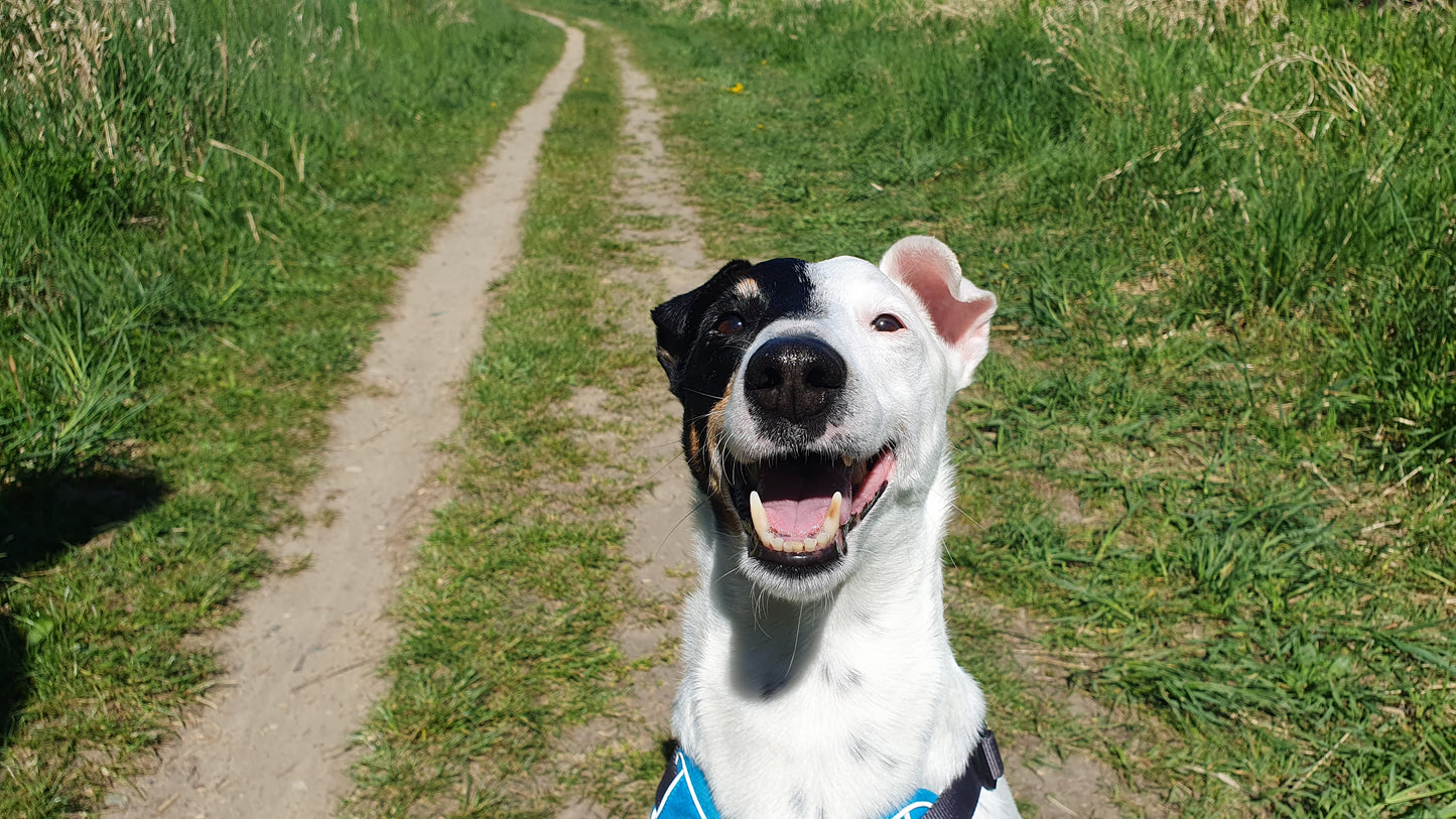 Spenden-Leckerli 🐾